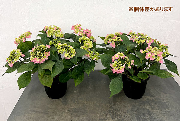 （わけあり特価）アジサイ：小さな愛 5号鉢植え