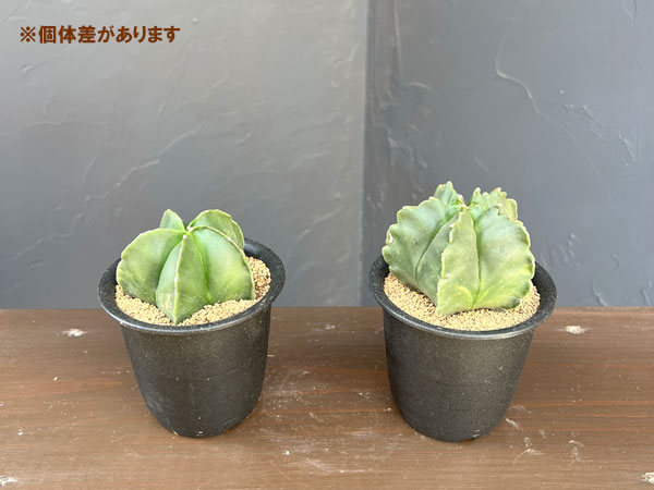 アストロフィツム:鸞鳳玉(ランポウギョク)五角 3号鉢植え**