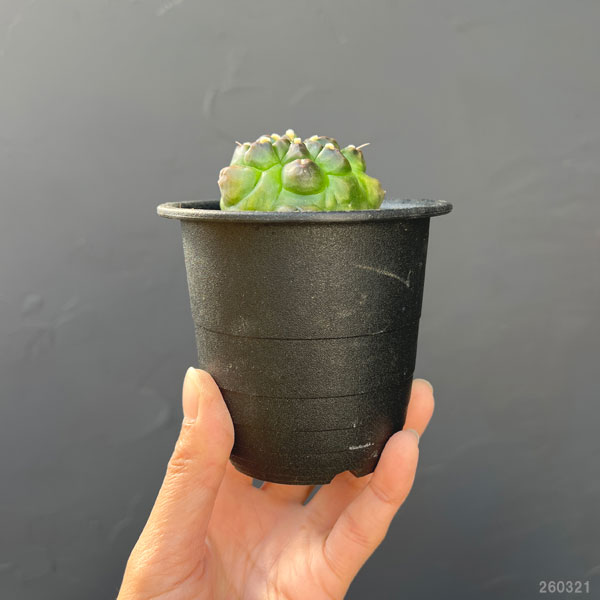 サボテン：ギムノカリキウム　ミノハビッチ　モンスト　3号鉢植え