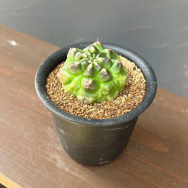 サボテン：ギムノカリキウム　ミノハビッチ　モンスト　3号鉢植え