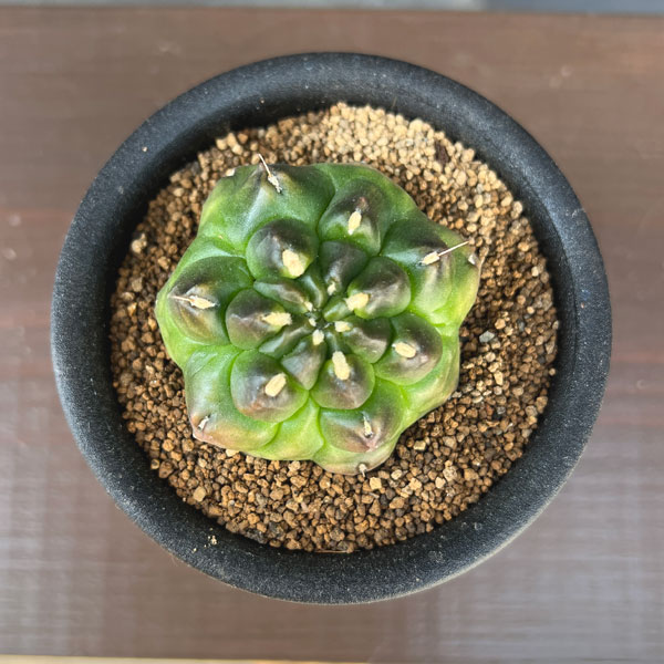 サボテン：ギムノカリキウム　ミノハビッチ　モンスト　3号鉢植え