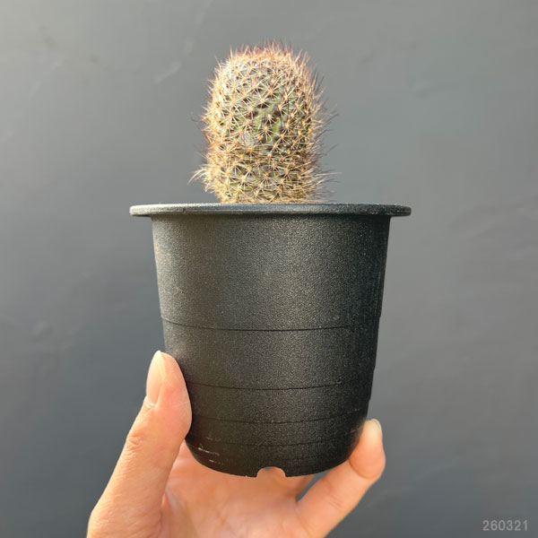 サボテン：レブチア　フルビセタ　3号鉢植え