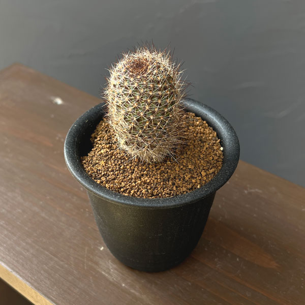 サボテン：レブチア　フルビセタ　3号鉢植え