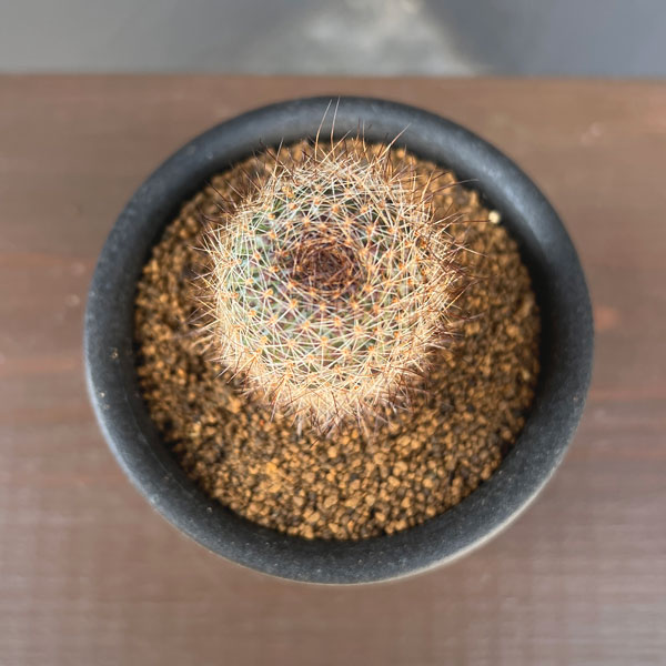 サボテン：レブチア　フルビセタ　3号鉢植え