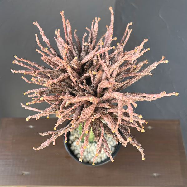 ユーフォルビア：プラティクラダゾンビ（接ぎ木）4号鉢植え