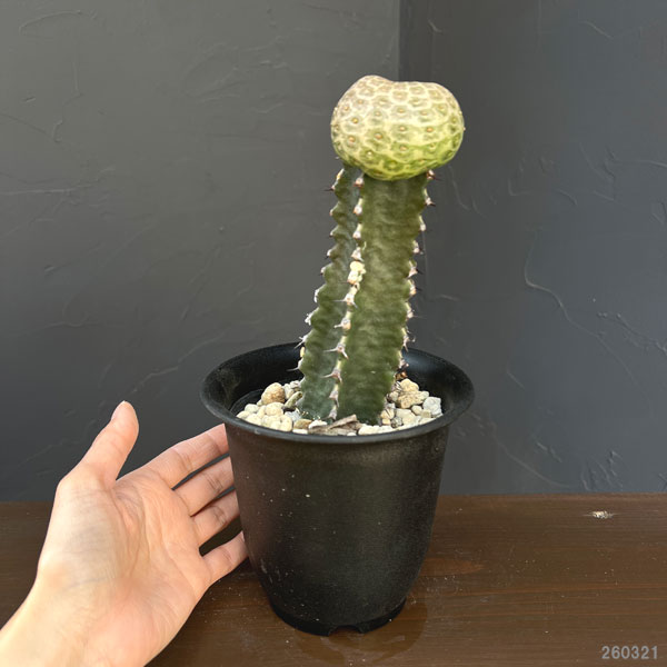 ユーフォルビア：ツルビニフォルミス（接ぎ木）4号鉢植え