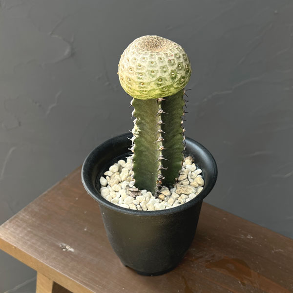 ユーフォルビア：ツルビニフォルミス（接ぎ木）4号鉢植え