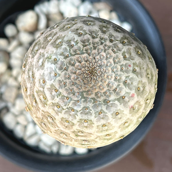ユーフォルビア：ツルビニフォルミス（接ぎ木）4号鉢植え