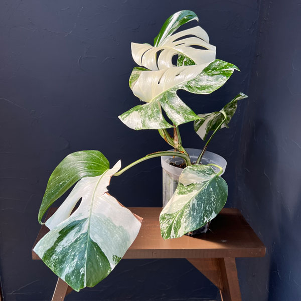 モンステラ：ボルシギアーナ（白斑・トップカット・テルノソイル植え）　5号鉢植え26-01