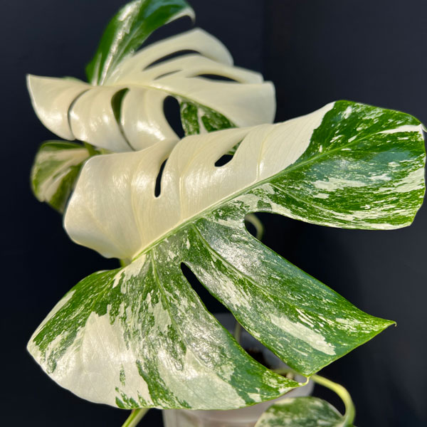 モンステラ：ボルシギアーナ（白斑・トップカット・テルノソイル植え）　5号鉢植え26-01