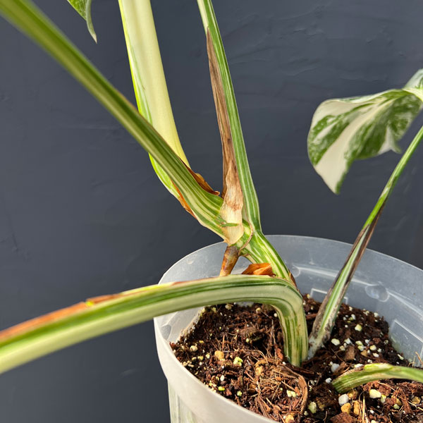 モンステラ：ボルシギアーナ（白斑・トップカット・テルノソイル植え）　5号鉢植え26-01