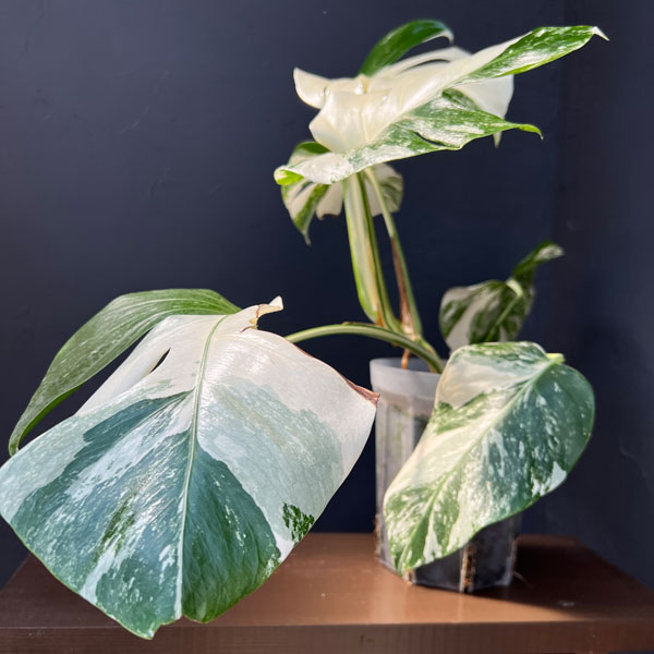 モンステラ：ボルシギアーナ（白斑・トップカット・テルノソイル植え）　5号鉢植え26-01