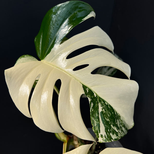 モンステラ：ボルシギアーナ（白斑・トップカット・テルノソイル植え）　5号鉢植え26-01