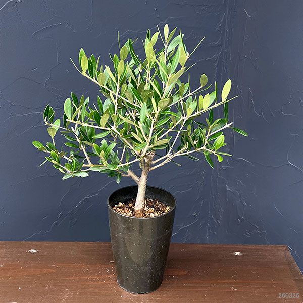 オリーブ：創樹さんのオリーブ　ネバティロブランコ　3号プラ鉢植え