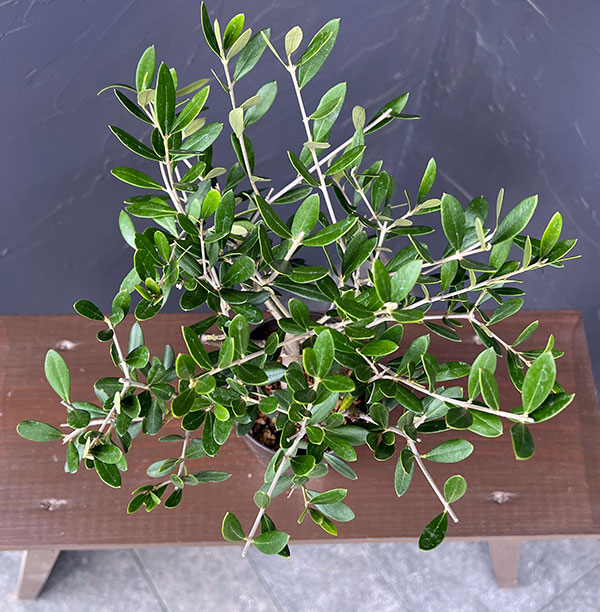 オリーブ：創樹さんのオリーブ　ネバティロブランコ　3号プラ鉢植え