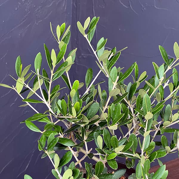 オリーブ：創樹さんのオリーブ　ネバティロブランコ　3号プラ鉢植え