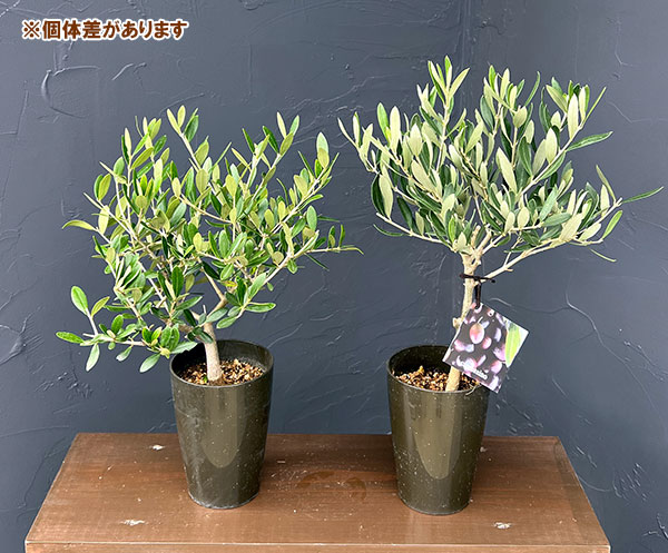 オリーブ：創樹さんのオリーブ　ネバティロブランコ　3号プラ鉢植え