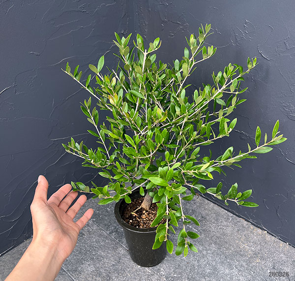 オリーブ：創樹さんのオリーブ　ネバティロブランコ　5号鉢植え