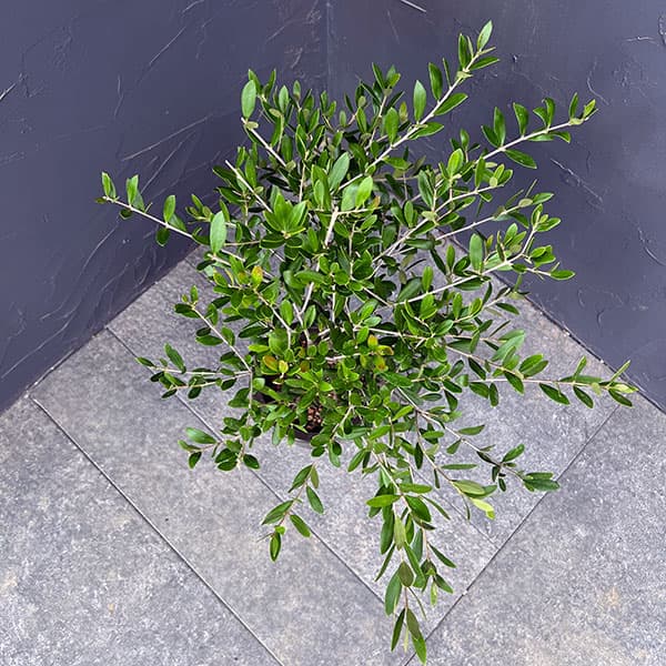 オリーブ：創樹さんのオリーブ　ネバティロブランコ　5号鉢植え