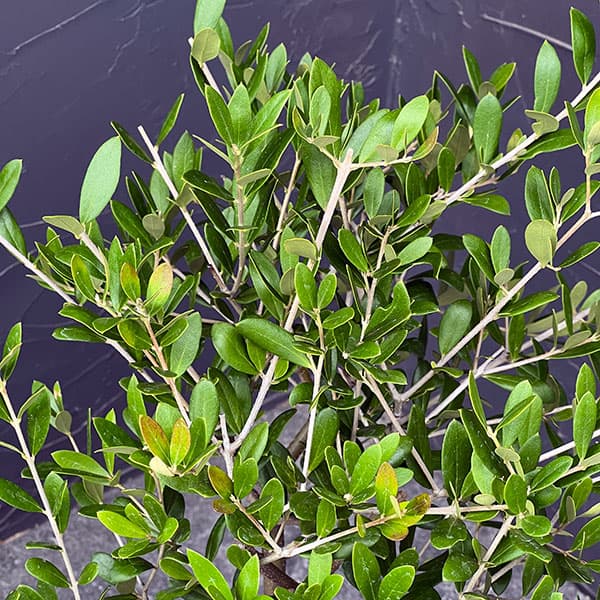 オリーブ：創樹さんのオリーブ　ネバティロブランコ　5号鉢植え