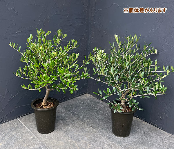 オリーブ：創樹さんのオリーブ　ネバティロブランコ　5号鉢植え