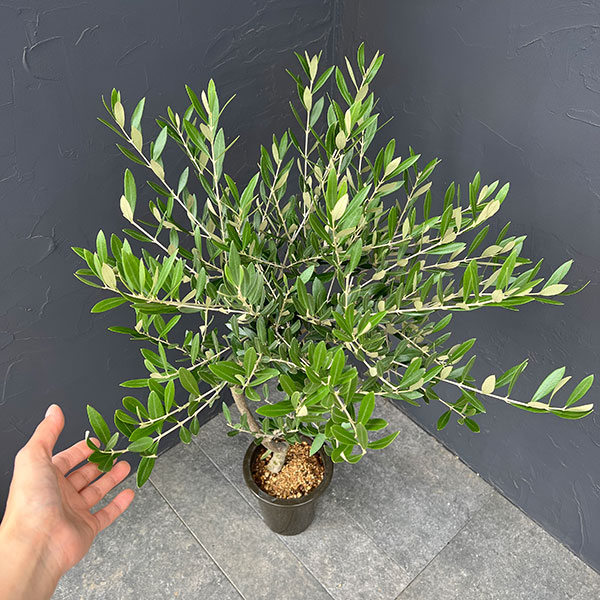 オリーブ：創樹さんのオリーブ　ミッション　6号鉢植え