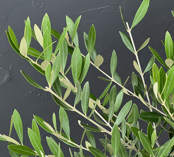 オリーブ：創樹さんのオリーブ　ミッション　6号鉢植え