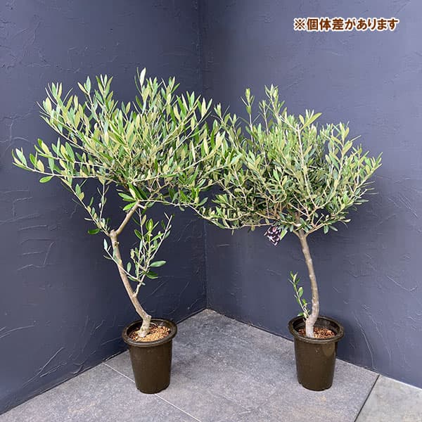 オリーブ：創樹さんのオリーブ　ミッション　6号鉢植え