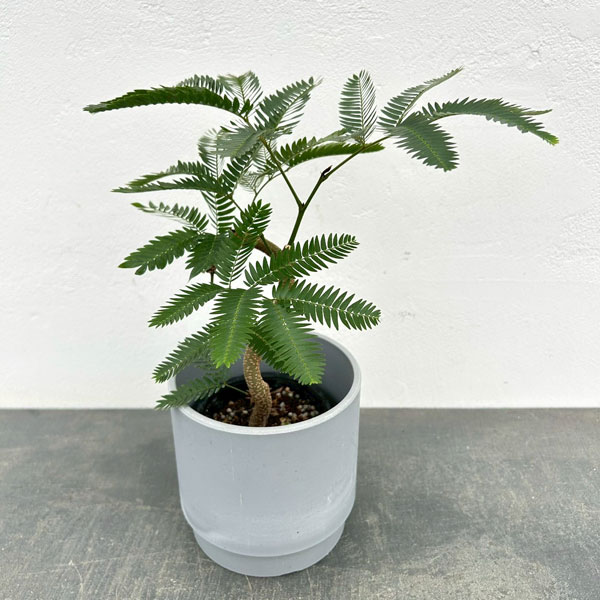 ネムノキ：エバーフレッシュ（実生株）　2.5号ポット　鉢カバー付き(SKステップH12：アッシュグレイ)*