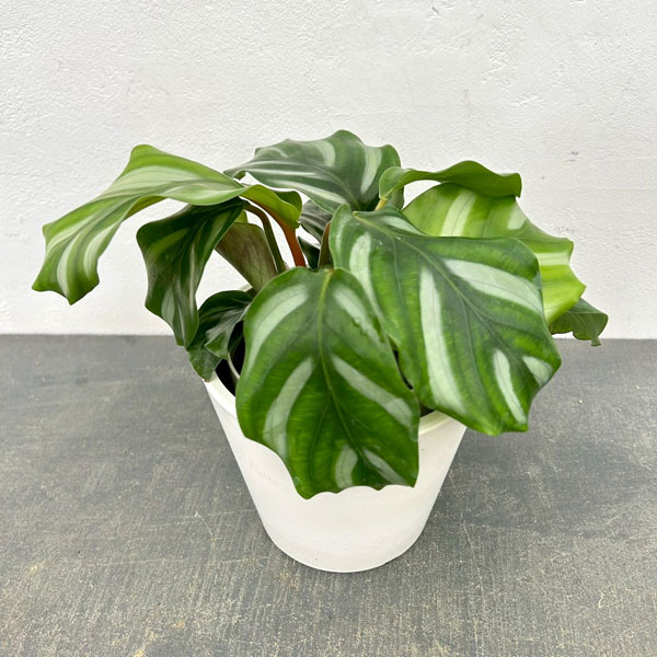 カラテア:ベサール 4号鉢入り 鉢カバー付き(樹脂製鉢カバー・シティローMホワイト)*