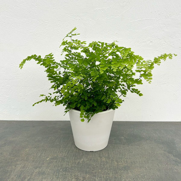 アジアンタム：ルーシー（フリッツルーシー）　4号鉢入り　鉢カバー付き(樹脂製鉢カバー・シティローMホワイト)