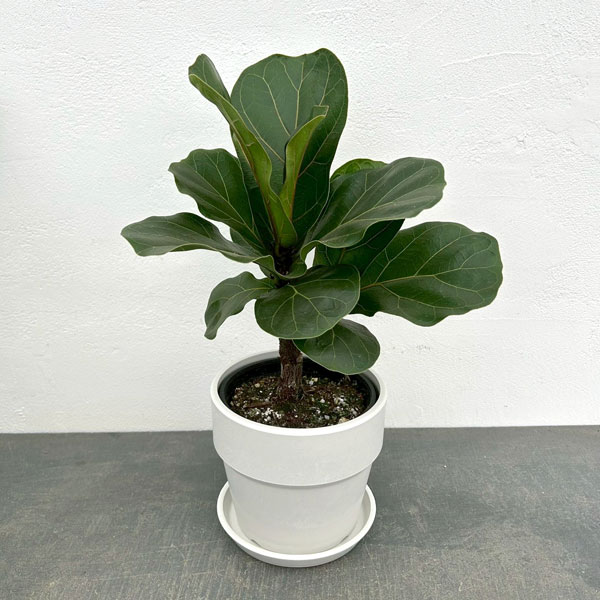 カシワバゴム：バンビーノ　3.5号硬質ポット　鉢カバー付き(アーバンプランツポットソリッド　ミルク)