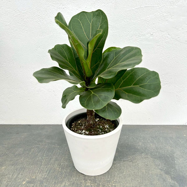 カシワバゴム:バンビーノ 3.5号硬質ポット 鉢カバー付き(樹脂製鉢カバー・シティローMホワイト)