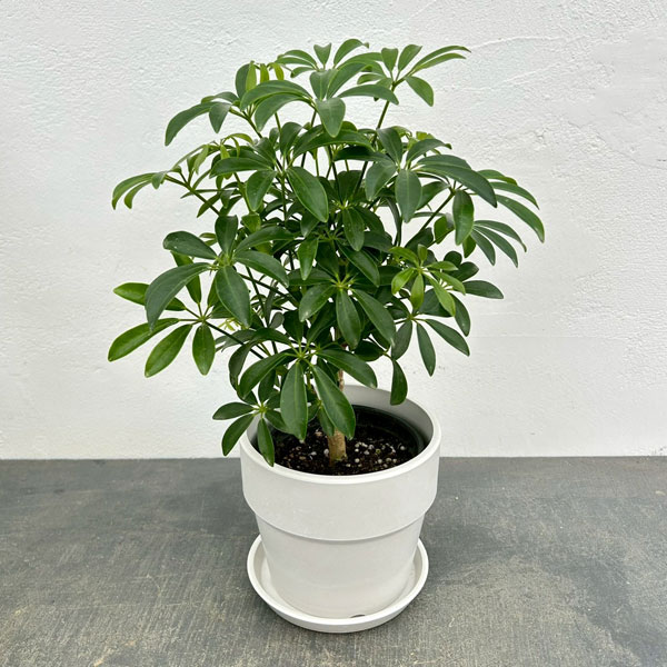 シェフレラ:コンパクタ 3.5号硬質ポット 鉢カバー付き(アーバンプランツポットソリッド ミルク)