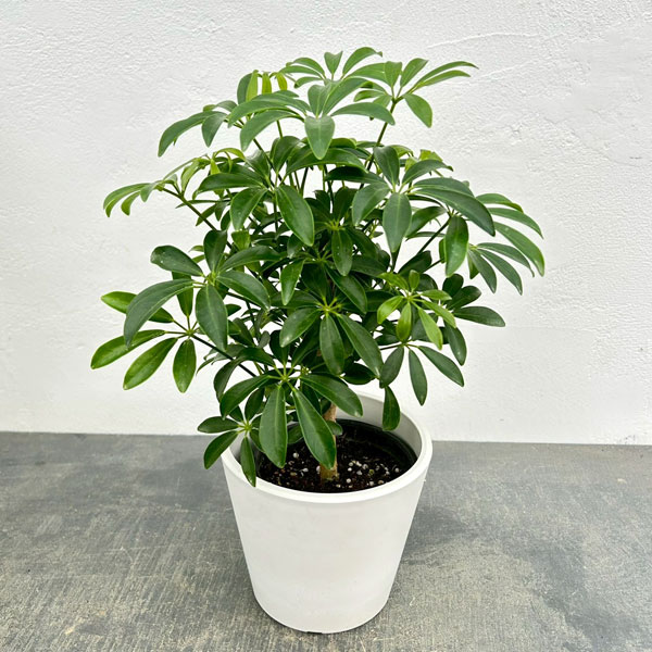 シェフレラ：コンパクタ　3.5号硬質ポット　鉢カバー付き(樹脂製鉢カバー・シティローMホワイト)