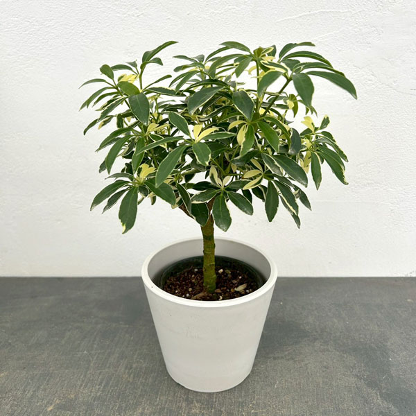 シェフレラ：ムーンドロップ　3.5号　鉢カバー付き(樹脂製鉢カバー・シティローMホワイト)