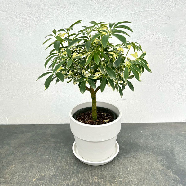 シェフレラ：ムーンドロップ　3.5号硬質ポット 鉢カバー付き(アーバンプランツポットソリッド　ミルク)