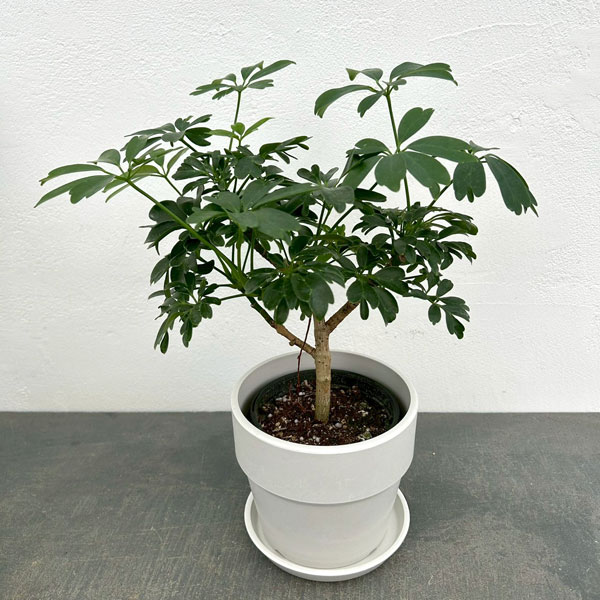 シェフレラ：レナータ　3.5号鉢植え　鉢カバー付き(アーバンプランツポットソリッド　ミルク)