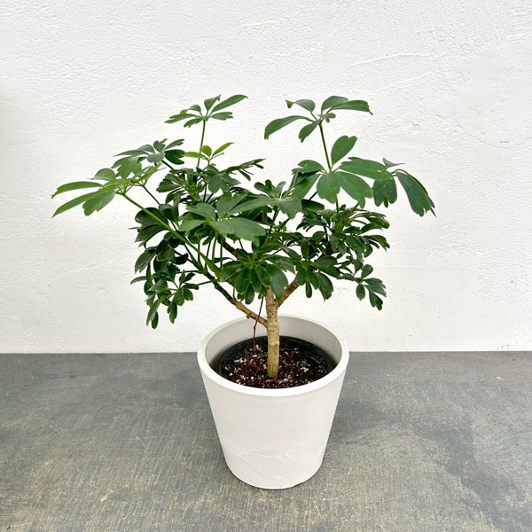 シェフレラ:レナータ 3.5号鉢植え 鉢カバー付き(樹脂製鉢カバー・シティローMホワイト)