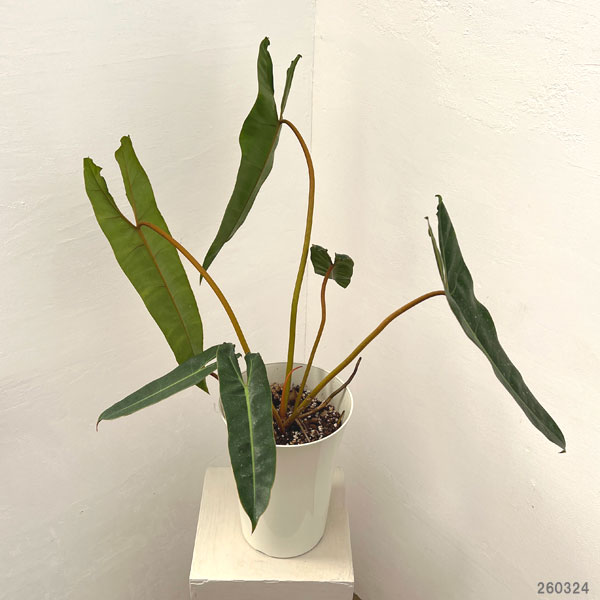 フィロデンドロン：ビレッティア　 7号鉢植え