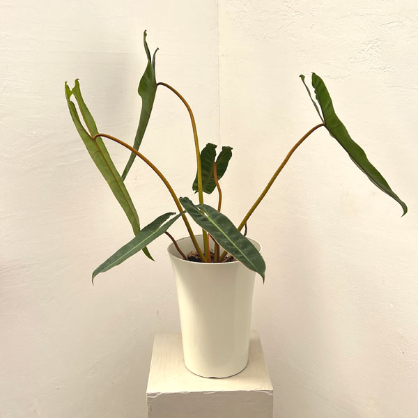 フィロデンドロン：ビレッティア　 7号鉢植え