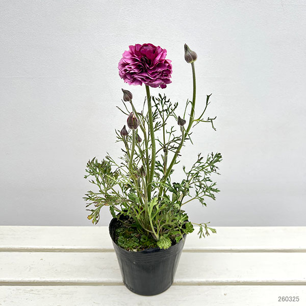 ラナンキュラス：アルペンフラワー西山さん切花選抜種　パープルバイカラー4.5号