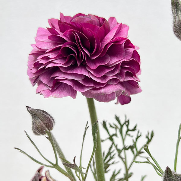 ラナンキュラス：アルペンフラワー西山さん切花選抜種　パープルバイカラー4.5号