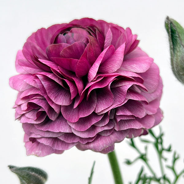 ラナンキュラス：アルペンフラワー西山さん切花選抜種　パープルバイカラー4.5号