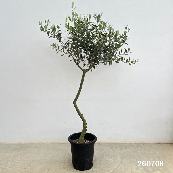 オリーブ:創樹さんのオリーブ ルッカ 7号鉢植え