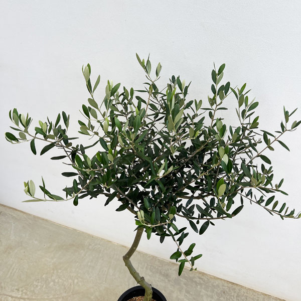 オリーブ:創樹さんのオリーブ ルッカ 7号鉢植え