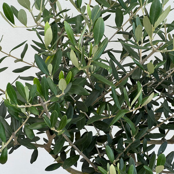 オリーブ:創樹さんのオリーブ ルッカ 7号鉢植え