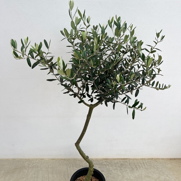 オリーブ:創樹さんのオリーブ ルッカ 7号鉢植え
