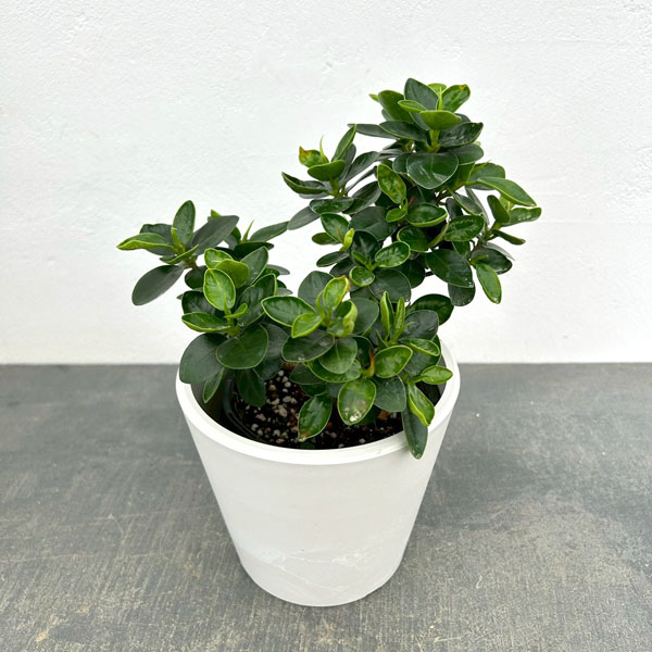 ガジュマル：じっくり育てたパンダガジュマル　3.5号ポット 鉢カバー付き(樹脂製鉢カバー・シティローMホワイト)