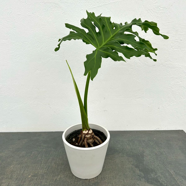 フィロデンドロン：セローム（根上がり）　4号　鉢カバー付き(樹脂製鉢カバー・シティローMホワイト)